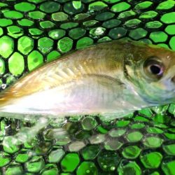 ファミリーフィッシング